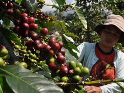 petani-kopi-gayo.jpg